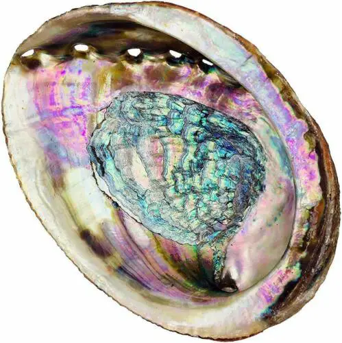 abalone