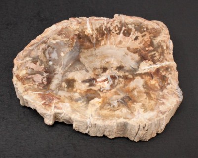 Petrified Wood Slice